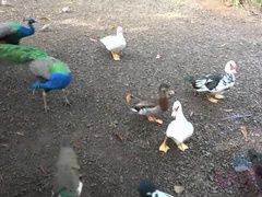 Amateur, Plage, Sucer une bite, Éjaculer dans la bouche, Petite amie, Public, Maigrichonne, Nénés